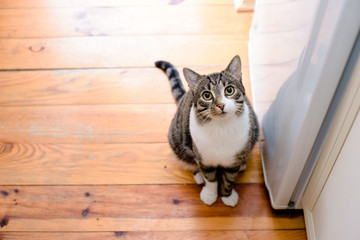 Fototapeta premium domestic tabby cat