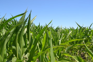 Fototapeta premium agriculture