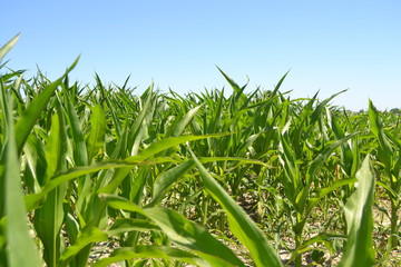 Fototapeta premium agriculture