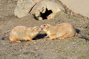 Prairie Dogs Kiss