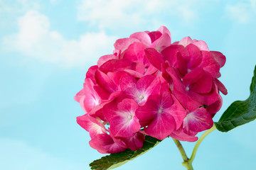 Pink flower hydrangea on blue background.