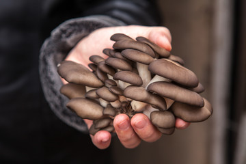 oyster mushrooms in a hand at the man