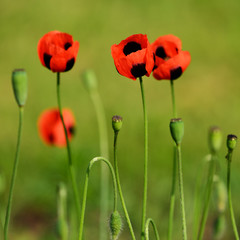 Poppy flowers on meadow
