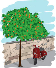 Scooter near an orange tree, vector illustration - 106062827