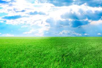 Obraz premium Green spring field