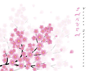 Obraz na płótnie Canvas sakura flowers vector background