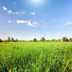 Green field with flowers under blue cloudy sky
