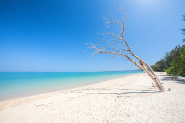 Dead tree on beautiful beach