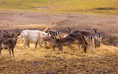 Donkey and fallow-deer group