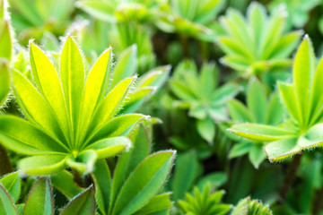 Saftiges Grün - Lupine