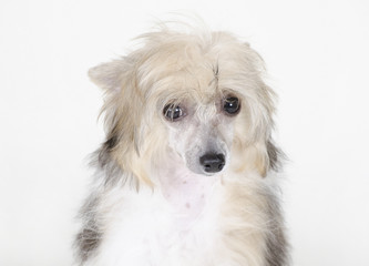 Cute sad Chinese Crested dog (Powderpuff variety, puppy) on a white background