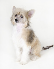 Cute Chinese Crested dog (Powderpuff variety, puppy) on a white background