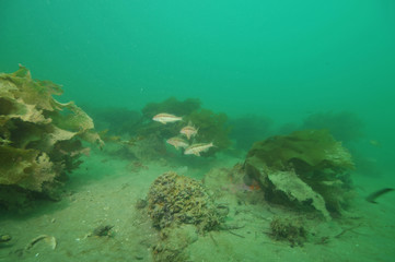 Fototapeta na wymiar Goatfish Upeneichthys lineatus among patches of stalked kelp bent in current above flat bottom.
