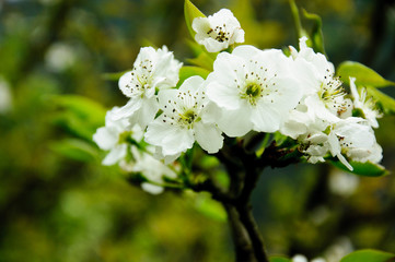 Beautiful blossoming plum flowers in spring
