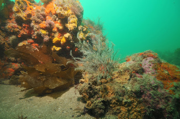 Fototapeta na wymiar Hydroids growing on rock among colourful sponges and ascidians.