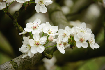Beautiful blossoming plum flowers in spring