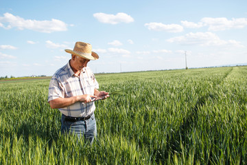 Farmer standing in a wheat field and looking at tablet