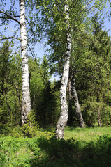 Fototapeta premium Birches on the forest edge