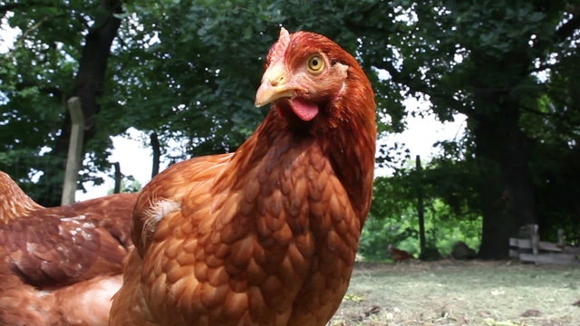 Close up of domestic chicken at a farm