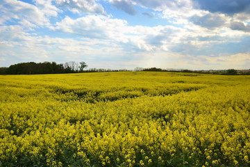 Field of yellow flowering oilseed rape isolated on a cloudy blue sky in springtime (Brassica napus), Blooming canola, rapeseed plant landscape. Slovakia