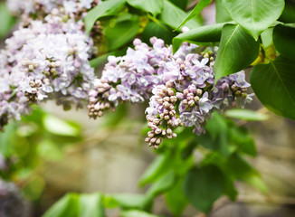 Purple lilac bush blooming