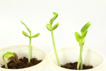 Growing plant seeds in pot soil isolated on white background