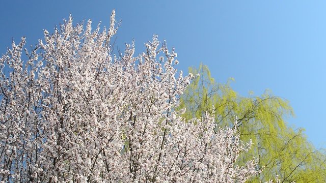 ベニバスモモと枝垂れ柳