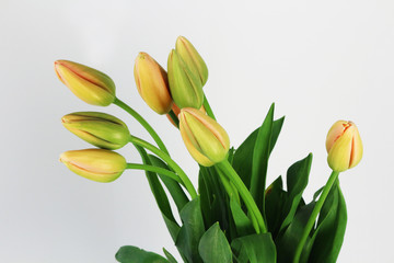 Fototapeta premium french tulips on the white background