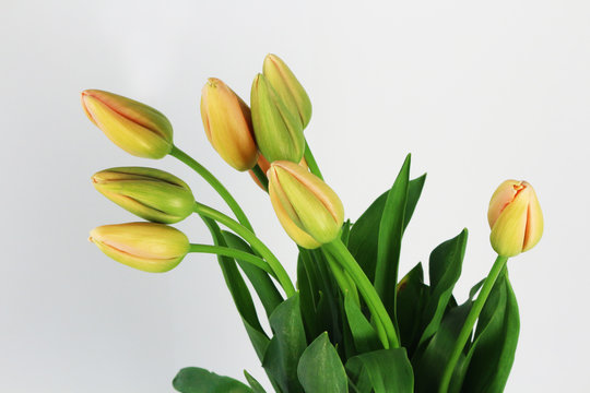 french tulips on the white background