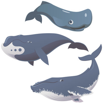 Funny cute whales set