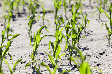 corn field. close-up 