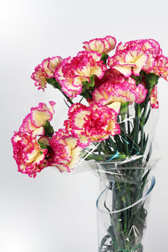 carnation flowers on the white background