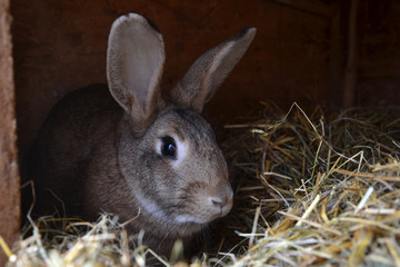 Rabbits in the shed. Farm animal in cage. Caged bunnies on the barn yard