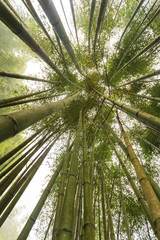 Fototapeta na wymiar Bamboo at Ha Giang province