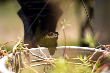 Green frog in pot
