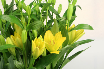 Fototapeta premium lilium flowers