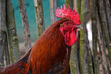 Close up of red rooster head on the traditional rural farmyard