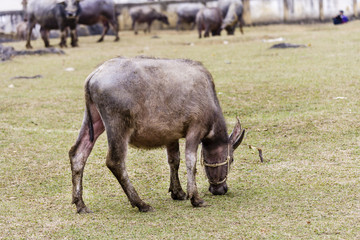 Buffalo at Cao Bang province