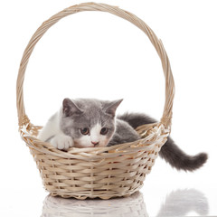 Fototapeta na wymiar cat in basket on white background