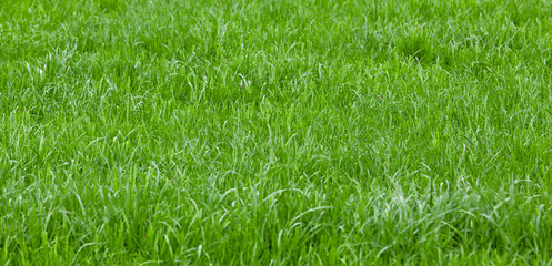 Background of a green grass. Green grass texture