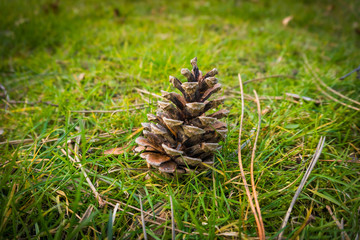 pine cone