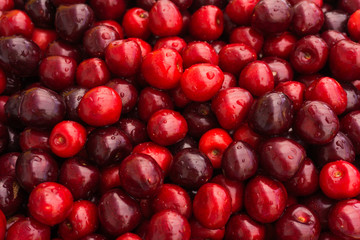 Red Cherries. Cherry selection