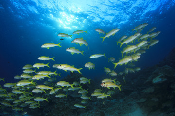 Obraz na płótnie Canvas Fish schooling on underwater coral reef