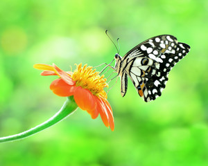 Butterfly in flower nature.