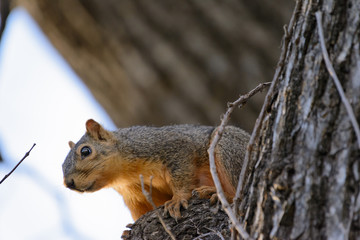 Squirrel in tree looking at camera / Caption Space above