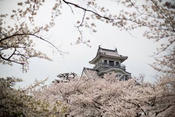 Nagahama Castle with Sakura (Cherry Blossom) at Ho Park - Nagaha