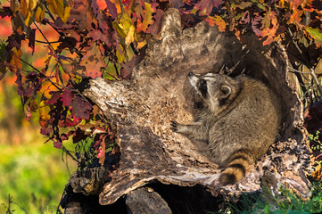 Raccoon (Procyon lotor) Crouches in Log