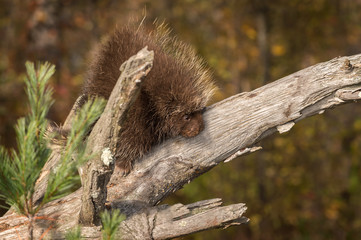 Porcupine (Erethizon dorsatum) Looks Down