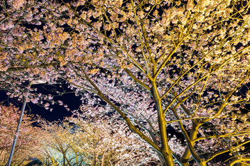 Sakura tree at night