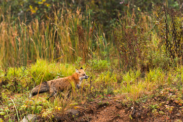 Naklejka na ściany i meble Red Fox (Vulpes vulpes) Runs Right Through Grasses